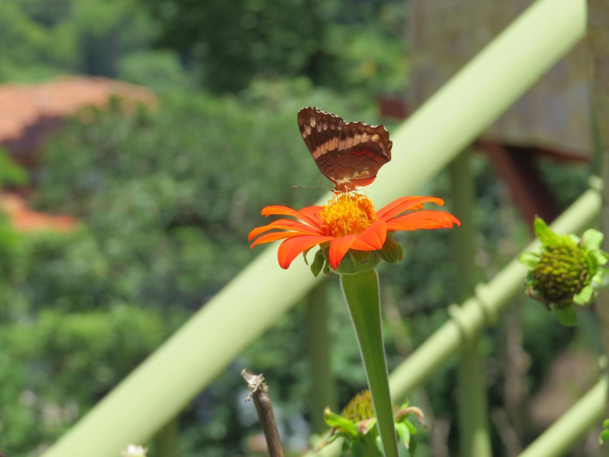 Appartamento Rose House Manuel Antonio Quepos Esterno foto